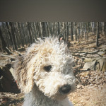 4 month old goldendoodle looking for home 