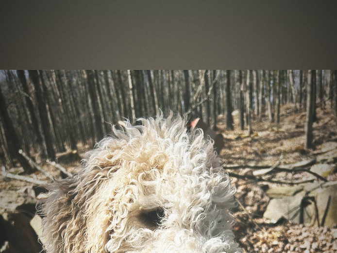 4 month old goldendoodle looking for home 