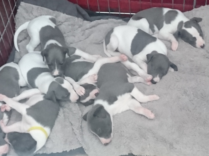KC registered blue/white whippet pups for sale 