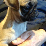 Very cute kc reg pug puppies for sale now