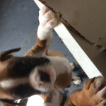 Boxer puppies for sale kc reg