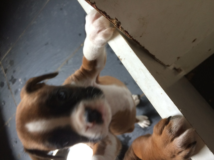 Boxer puppies for sale kc reg