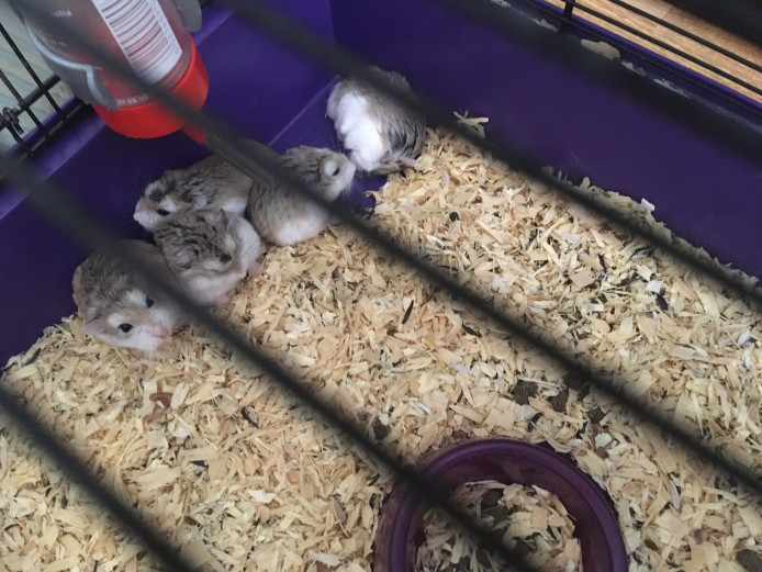 Dwarf hamsters 