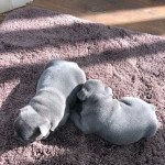 Beautiful solid blue kc registered French bull terriers 