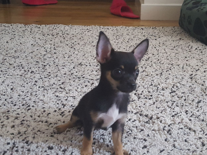 Beautiful Chihuahua puppy 