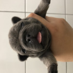 BLUE AND TAN FrenchBulldogs for sale