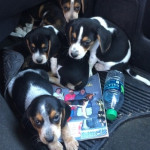 Beautiful Kc Reg Tricolour Beagle Puppies