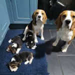 KC Gorgeous Tri Coloured Beagle Puppies