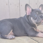 Lilac and tan kc registered frenchies ready next week