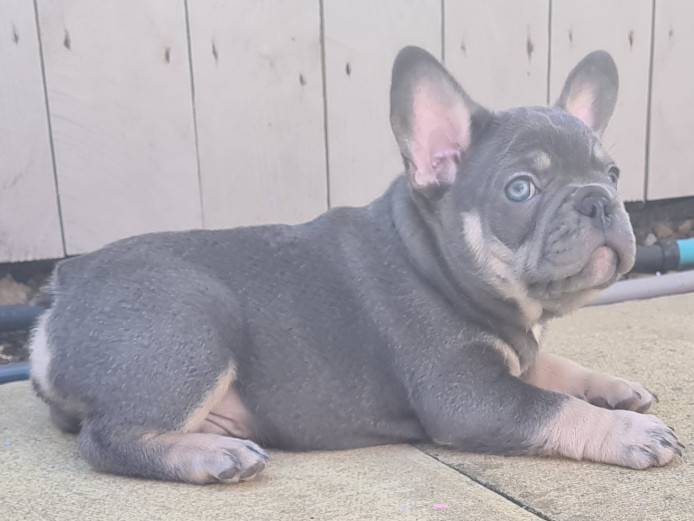 Lilac and tan kc registered frenchies ready next week