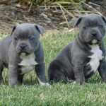 Adorable Staffordshire Bull Terrier puppies