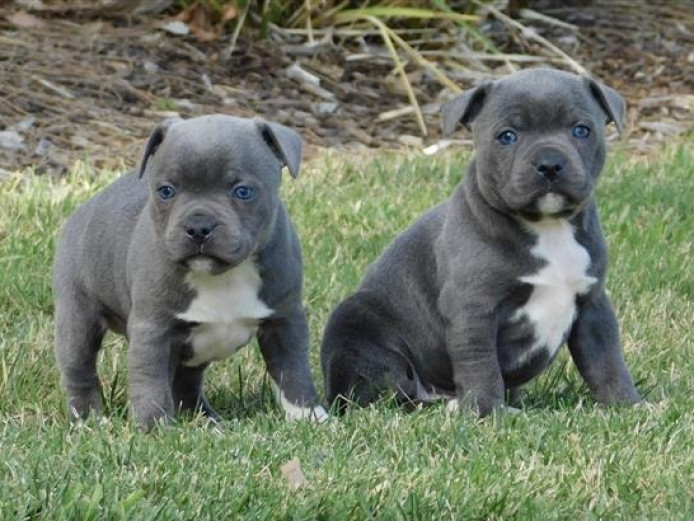 Adorable Staffordshire Bull Terrier puppies