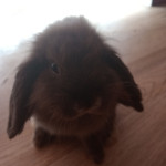 Cute male rabbit for sale to a nice home - urgent