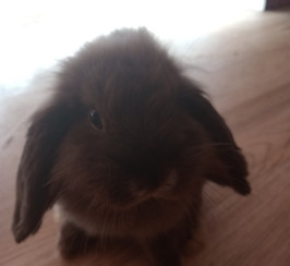 Cute male rabbit for sale to a nice home - urgent