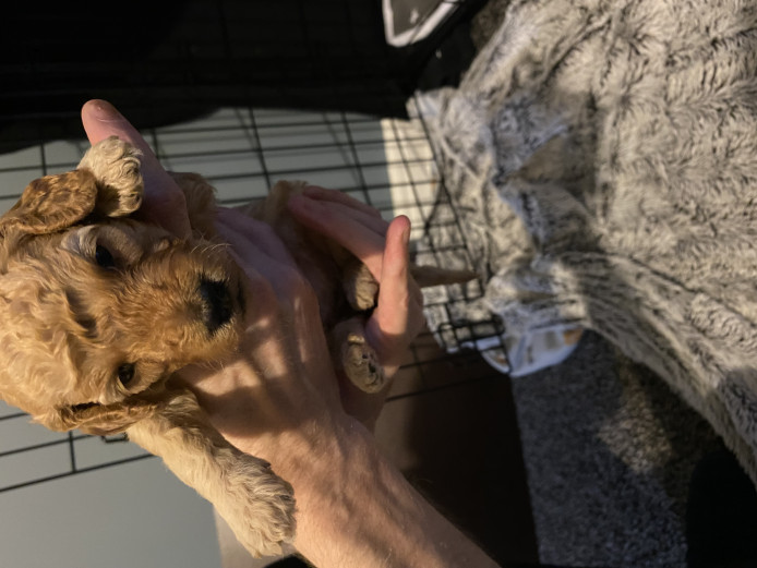 Beautiful KC registered miniature poodle puppies!