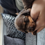 KC miniature dachshund smooth haired puppies for sale