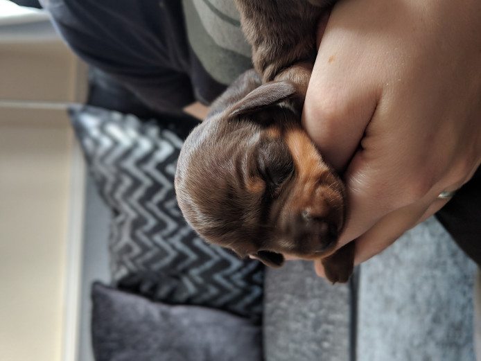 KC miniature dachshund smooth haired puppies for sale