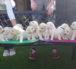 Goldendoddle puppies for sale 