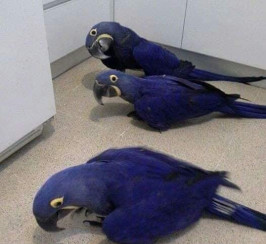 Hyacinth Macaw Babies