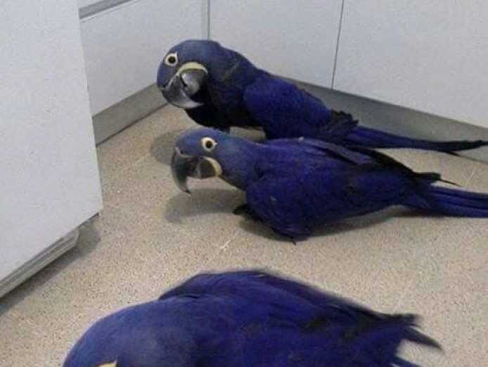 Hyacinth Macaw Babies
