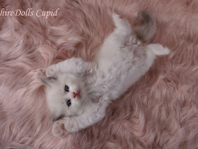 Truly amazing quality ragdolls with full package!
