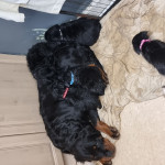 Rottweiler  cross labrador  puppies for sale 