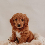 Golden doodle in search of a new adorable home