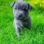 Fantastic Litter of Blue Kc registered Staffy Pups