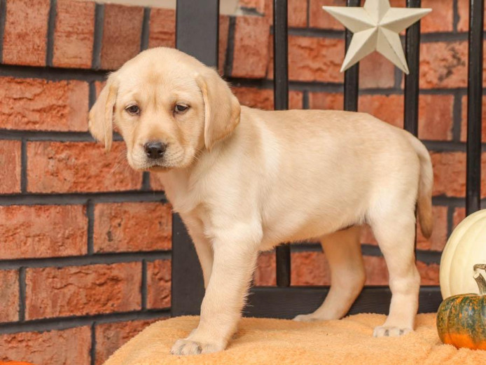 KC Labrador Retriever puppies for sale