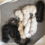German Shepard/ Labrador Puppies Looking For Their Forever Homes