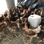 Chickens with Equipment 