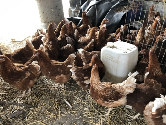 Chickens with Equipment 