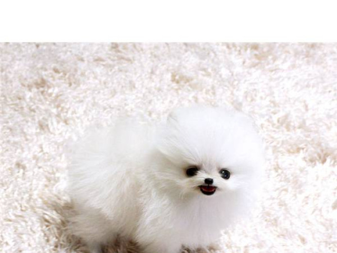 Charming male and female Pomeranian puppies available
