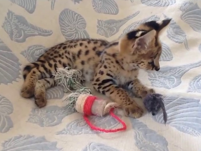 Beautiful Serval kittens