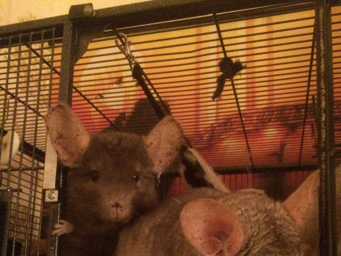 2 male chinchillas with enclosure and accessories 