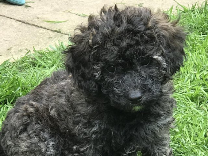 Unique lovely litter of cavapoochons for sale ready to go now.