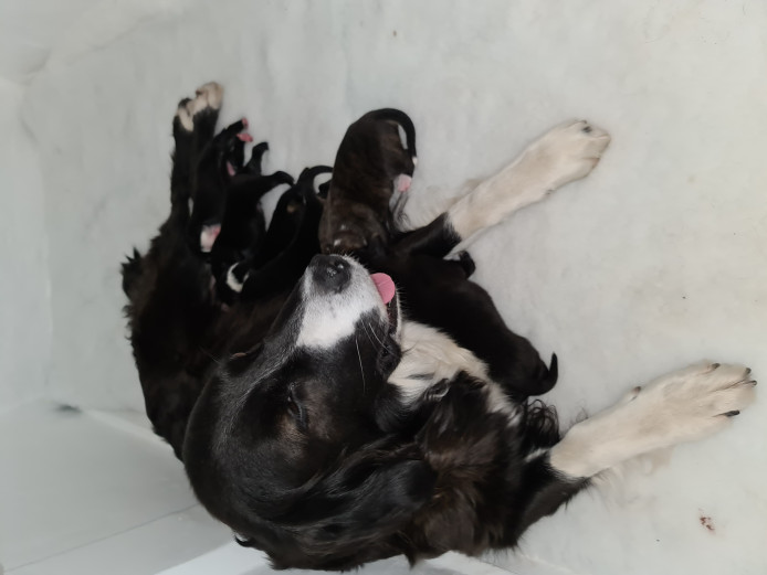 Adorable Collie x Huntaway puppies for sale 