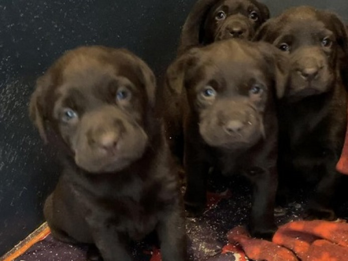 Gorgeous Chocolate Labrador Puppies