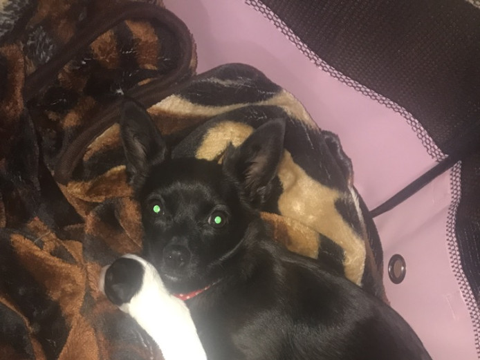 Chihuahua pups for sale