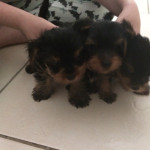 YORKSHIRE TERRIER PUPS FOR SALE