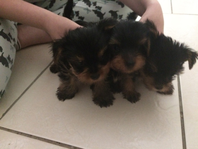 YORKSHIRE TERRIER PUPS FOR SALE