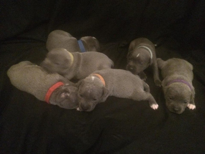 GREAT PEDIGREE BLUE STAFF PUPPIES FOR SALE