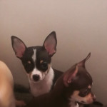 characterful chihuahua puppies for sale