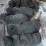 Quality Blue Staffordshire Bull Terriers Puppies