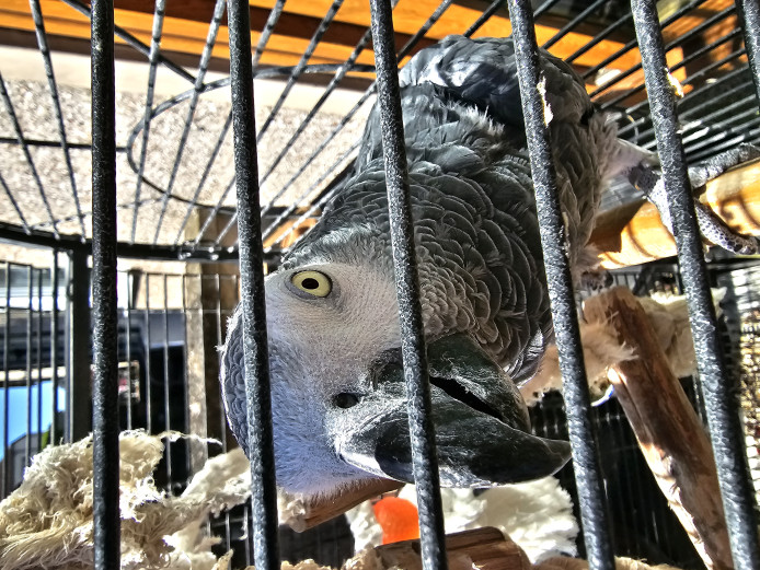 African grey needing forever home 