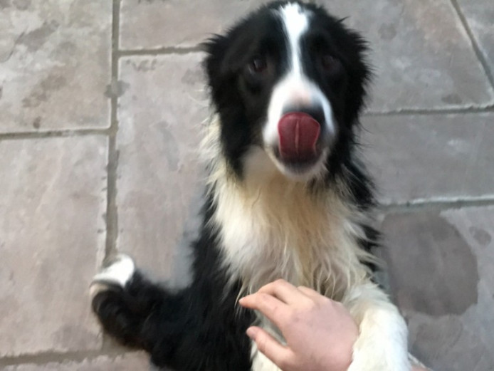 Beautiful Border Collie To Rehome Border Collie for Sale