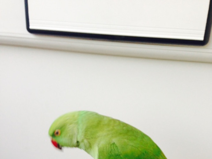 fully tame and talking indian ring neck parrot 
