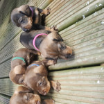 Teckel  ( standard wire haired dachshund) puppies 
