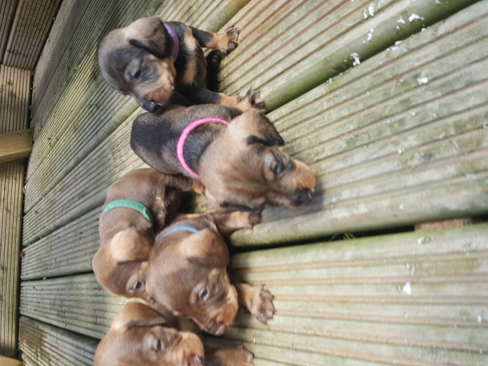 Teckel  ( standard wire haired dachshund) puppies 