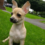Pedigree Chihuahua puppies for sale